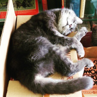 15 Bookstore Cats You&rsquo;ll Want to Cuddle With
