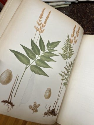 THE FERNS OF NORTH AMERICA, Colored Figures and Descriptions with Synonymy and Geographical Distribution of the Ferns (Including the Ophioglossaceae) of the United States of America and the British North American Possessions [two volumes]