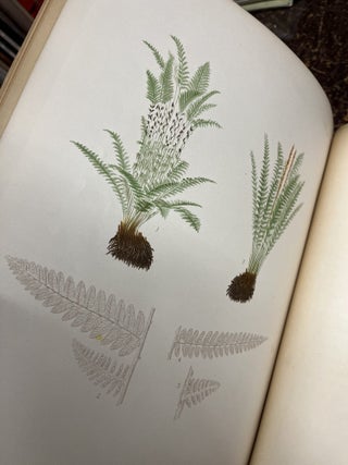 THE FERNS OF NORTH AMERICA, Colored Figures and Descriptions with Synonymy and Geographical Distribution of the Ferns (Including the Ophioglossaceae) of the United States of America and the British North American Possessions [two volumes]